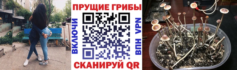 МЕГА онион  Ноябрьск  Галлюциногенные грибы Psilocybe  купить  сайты 